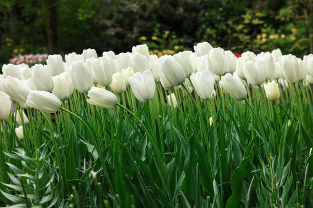 istock Many beautiful white tulip flowers growing outdoors. Spring season 1463548638