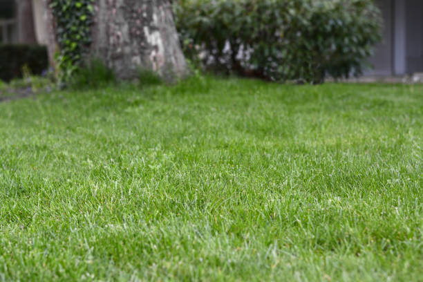 istock Beautiful green grass outdoors on sunny day 1463548748