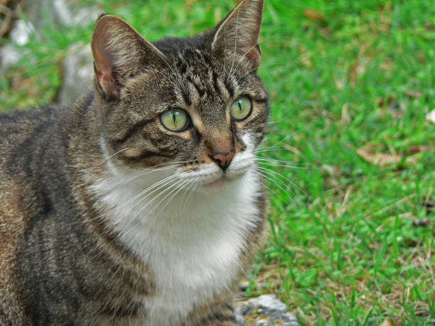 istock Portrait of a cute cat 1463549461