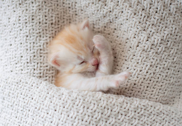 istock Cute little red kitten sleeps on fur white blanket 1463549553