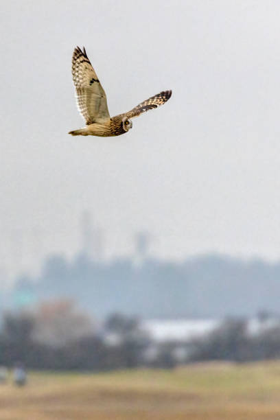 istock short-eared owl flying in winter 1463551195