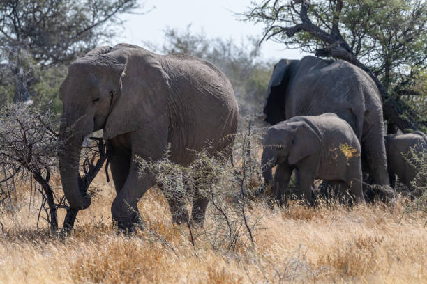 istock Elephant herd grazing in Etosha 1463551208