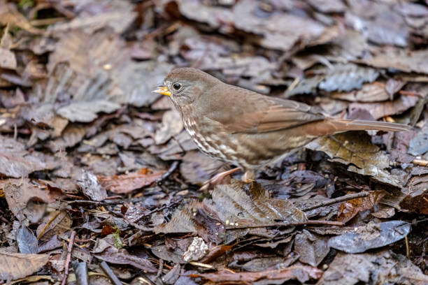 istock Sooty fox sparrow, Burnaby, BC, Canada 1463551215