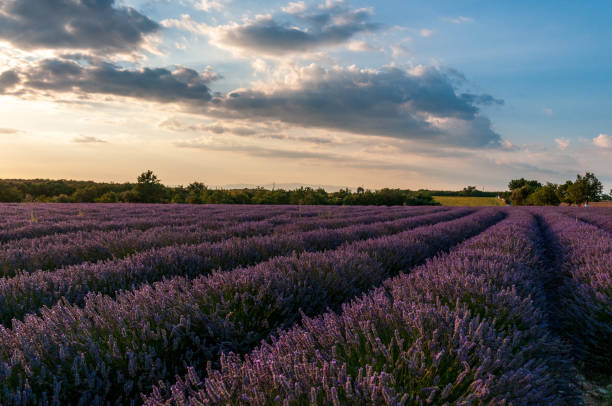 istock Lavender field in the Provence 1463551595