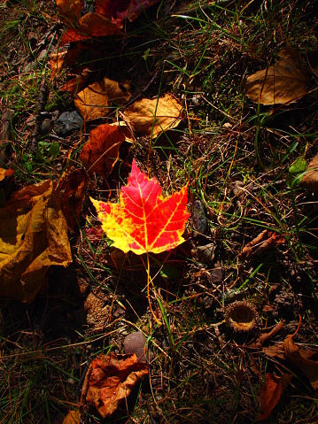 Single Maple Leaf illuminated on forest floor