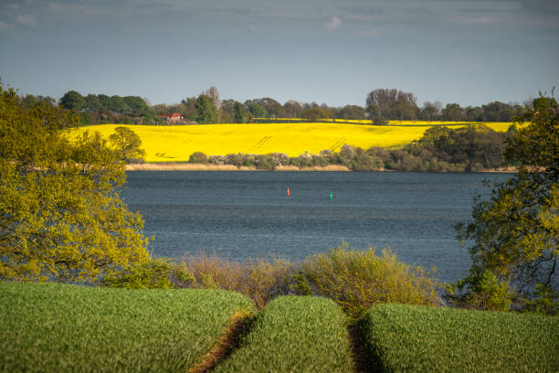 The River Schlei at a blooming bright yellow rapeseed field under a blue sky in spring. Near Ekenis, Schleswig-Holstein, Germany