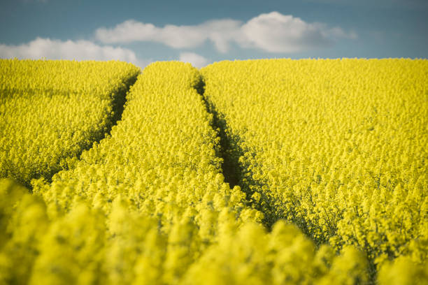 Blooming bright yellow rapeseed field with tire tracks stock photo