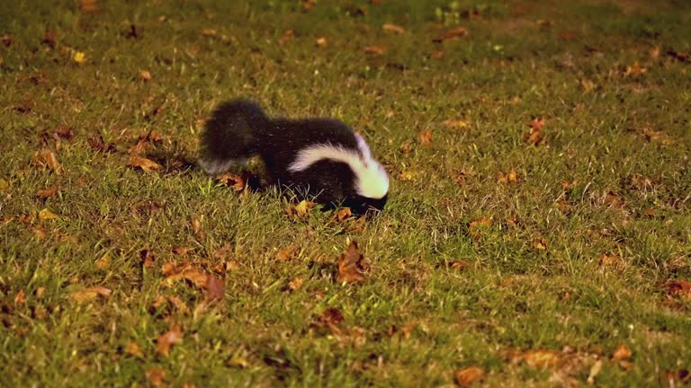 Skunk is searching for food on grass area