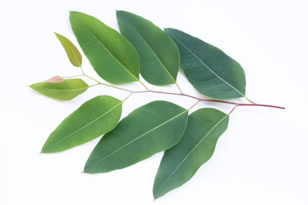 istock Eucalyptus leaves on white background. 1463557818