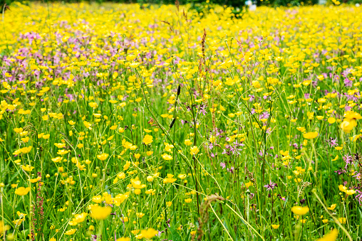 Yellow buttercups in a wildflower meadow