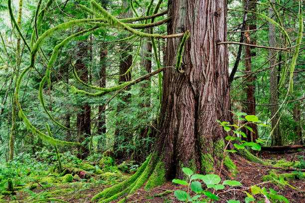 istock Western red cedar, Mountain Road, Salt Spring Island, BC Canada 1463560104