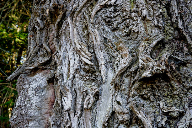 Large gnarly big leaf maple tree at Ruckle Provincial Park, Salt Spring Island, BC Canada