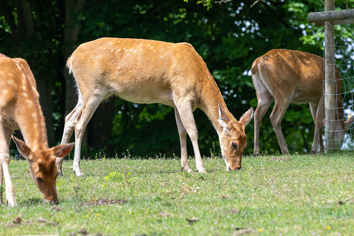 A herd of barasingha (rucervus duvaucelii) deer grazing