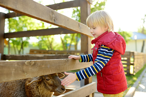 Little boy petting sheep. Child in petting zoo. Kid having fun in farm with animals. Children and animals. Fun for kids on school holidays.