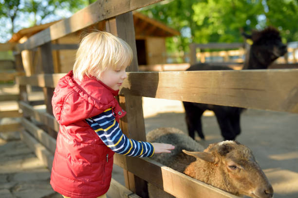 小さな男の子が羊をふりするふれあい動物園の子供。動物と農場で楽しんでいる子供。子供と動物 - zoo agricultural fair child farm ストックフォトと画像