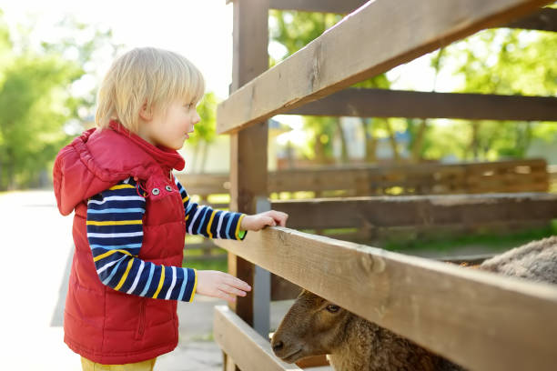 小さな男の子が羊をふりするふれあい動物園の子供。動物と農場で楽しんでいる子供。子供と動物 - zoo agricultural fair child farm ストックフォトと画像