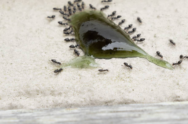 istock Ants gather around attractant of poison 1463570442