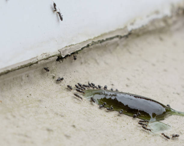 istock Ants gather around attractant of poison 1463570454