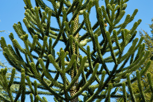 Monkey puzzle tree has many spiny leaves and is very painful to touch.