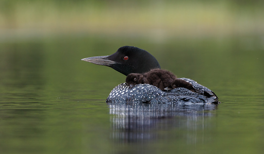Common Loon in Acadia National Park, Maine