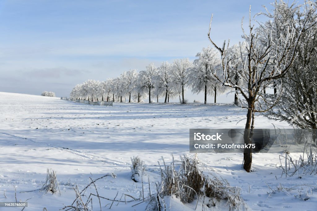 Landstraße mit schneebedeckten Bäumen Blick auf eine Straße mit schneebedeckten Bäumen am Fahrbahnrand After Work Stock Photo