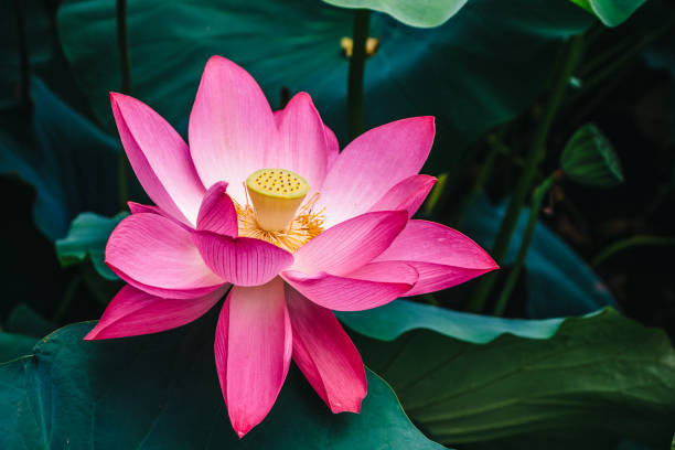 różowy kwiat lotosu, piękny egzotyczny kwiat azja - single flower macro lotus close up zdjęcia i obrazy z banku zdjęć