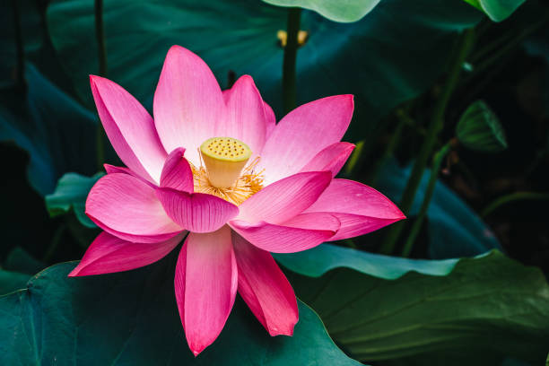 pink lotus flower, beautiful exotic flower asia - single flower macro lotus close up imagens e fotografias de stock