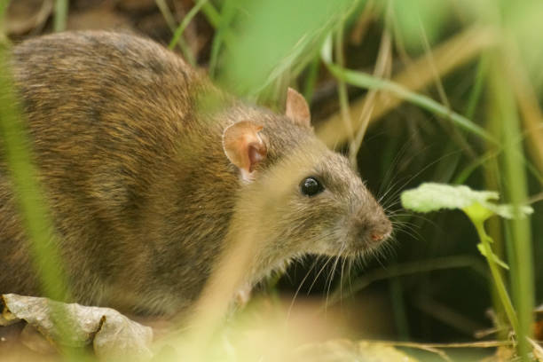 istock A close up of a brown rat 1463582297