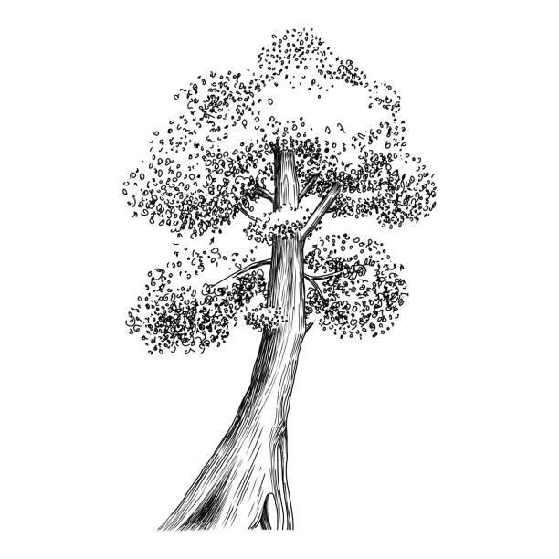 illustrazioni stock, clip art, cartoni animati e icone di tendenza di contorno dell'icona della foresta dell'albero della pianta, vettore disegnato a mano. disegno da giardino - tree silhouette elm tree vector