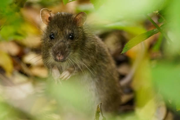 istock A close up of a brown rat 1463583691