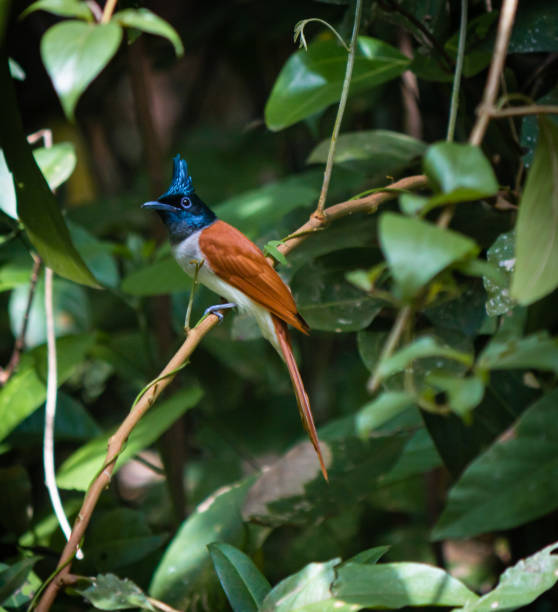 The Indian paradise flycatcher (Terpsiphone paradisi) The Indian paradise flycatcher (Terpsiphone paradisi) is a medium-sized passerine bird native to Asia, eutrichomyias rowleyi stock pictures, royalty-free photos & images