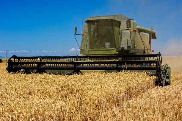 istock Combine Harvesting Wheat on a California Farm 1463585103