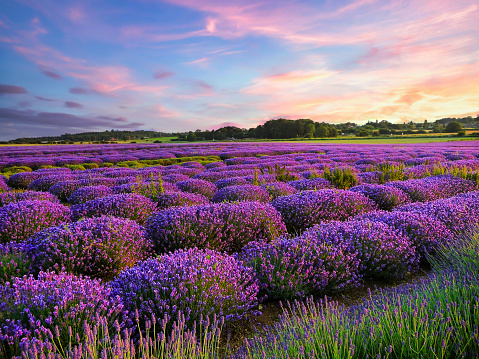 lavender fields in the summer