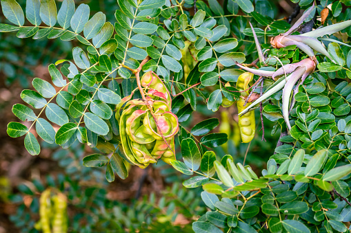 Caesalpinia spinosa belongs to the Fabaceae family, Tenerife island.