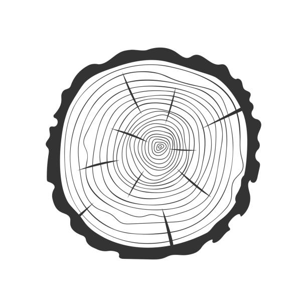 illustrations, cliparts, dessins animés et icônes de anneaux d’arbres dans le style griffonnage. texture de coupe transversale de tronc dessinée à la main. méthode de dendrochronologie pour déterminer l’âge des arbres. tampon de surface en bois isolé sur fond blanc - cross shape cross rough wood