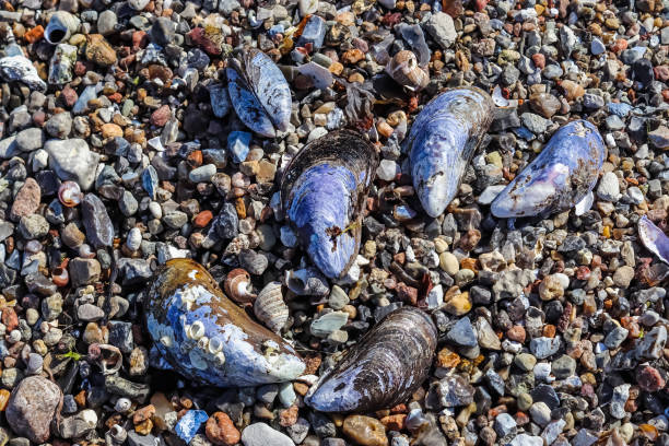 Mussel in the form of cheerful smiley on shingle in the surf, the Black Sea coast\
