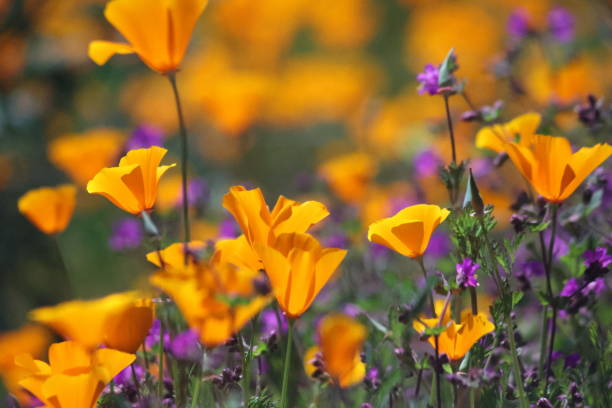 Wild flower and California golden poppy blossoms Southern California is having a super bloom of poppy and other wild flowers due to the surplus of rain this winter. california golden poppy stock pictures, royalty-free photos & images