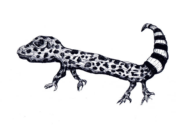 ilustrações, clipart, desenhos animados e ícones de leopard gecko lagarto tinta ilustração desenho - lizard