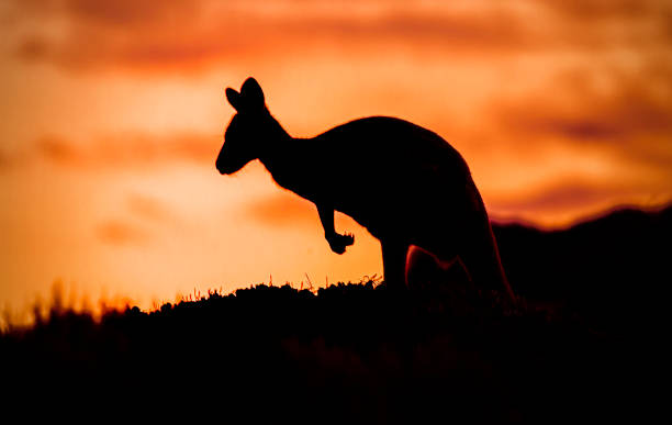 istock Silhouette of a Kangaroo 1463593641