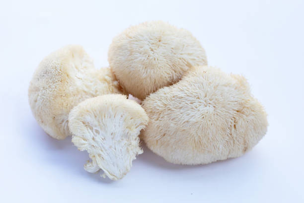 istock Fresh lion's mane mushroom on white background. 1463598621
