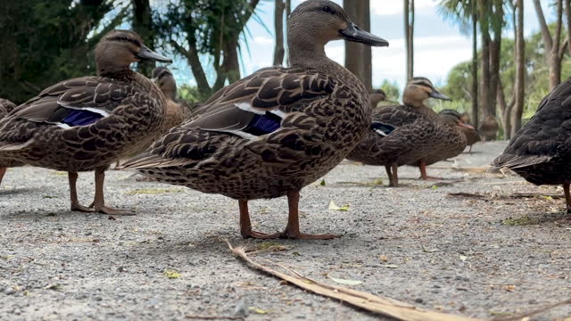 A flock of wild ducks on dry land close-up. Scene from the life of wild birds.