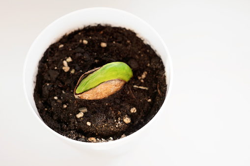 The sprouted seed of the mango fruit is planted in a flower pot for germination