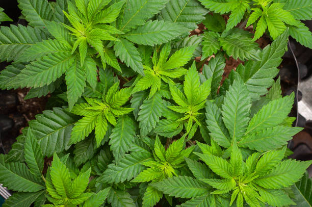 plantas de cannabis em estágio vegetativo - seedling dirt spring water - fotografias e filmes do acervo