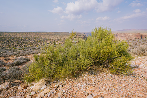Mormon Tea plant (genus Ephedra), a woody shrub in the middle of desert in Arizona, native to the American Southwest