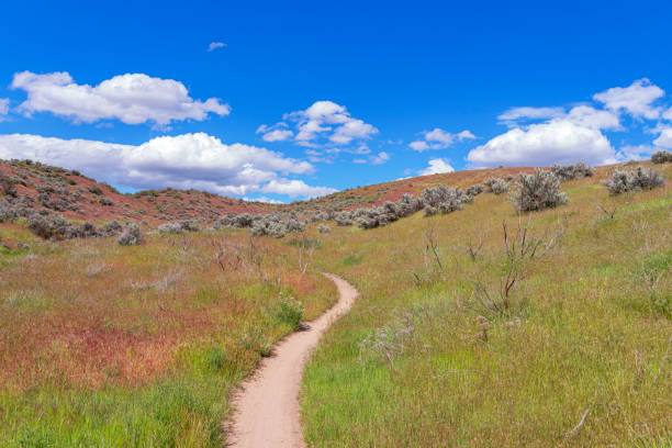 istock Boise Foothills in the Summer 1463613060