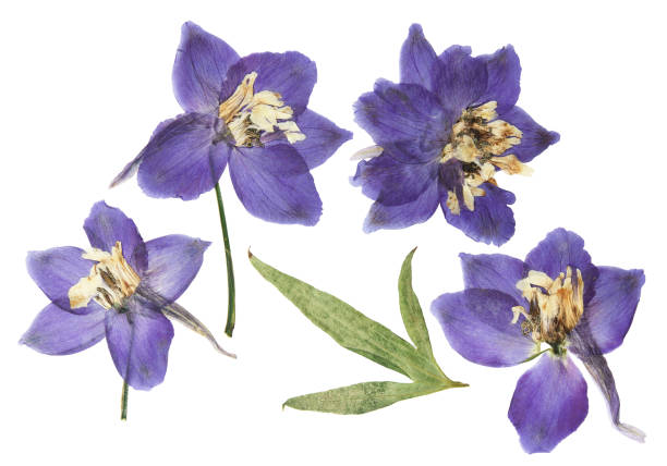 istock Pressed and dried delphinium flowers isolated on white background. For use in scrapbooking, floristry or herbarium 1463620368
