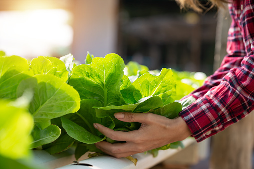 Close up hand of Young Asian woman farmer holding fresh green lettuce salad, organic hydroponic vegetable in nursery farm. Local business and organic hydroponic vegetable concept.
