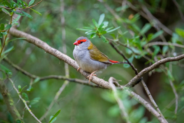 istock Red-browed finch perched on branch 1463626129