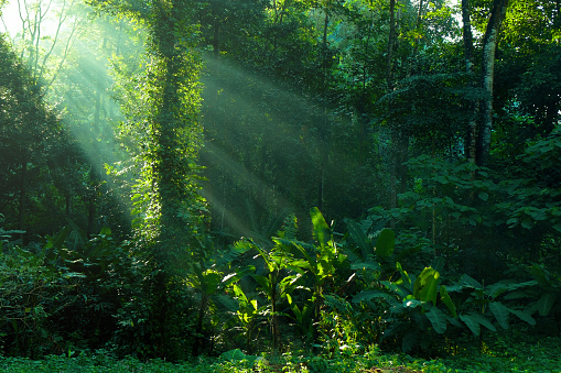 rainforest and sunbeam morning