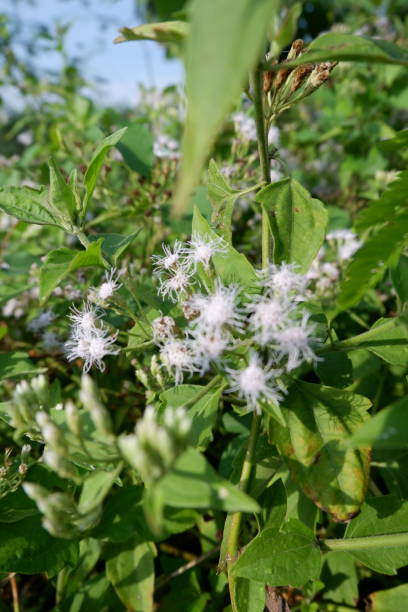 녹색 잎이있는 바반도탄 식물 (ageratum conyzoides, 빌리 염소 잡초, 별꽃, 염소 잡초, 흰 잡초, 멘트 라스토) - whiteweed 뉴스 사진 이미지